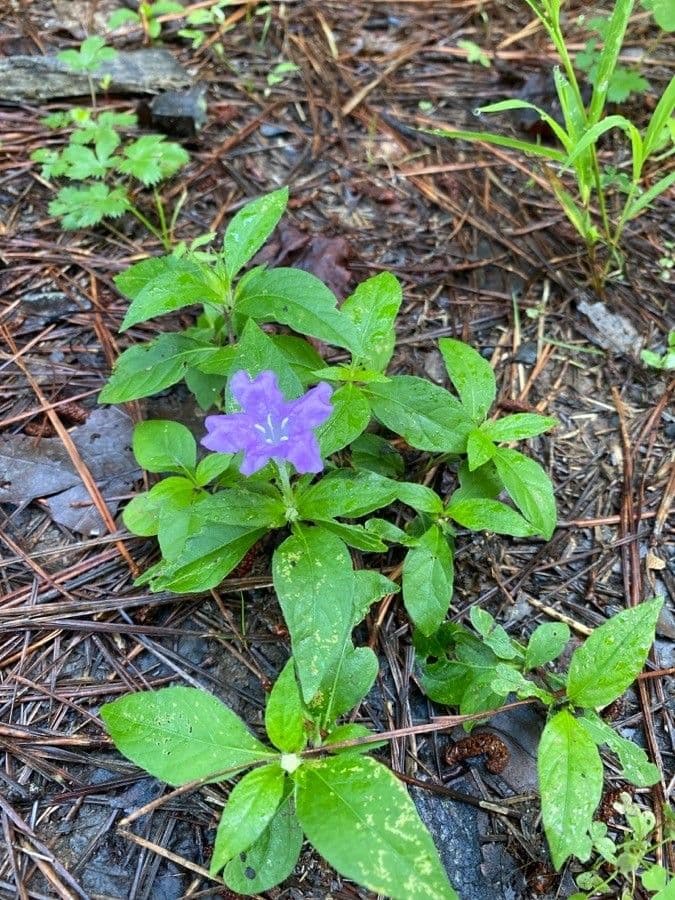 Ruellia geminiflora 8