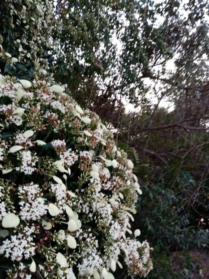 Calycophyllum 6