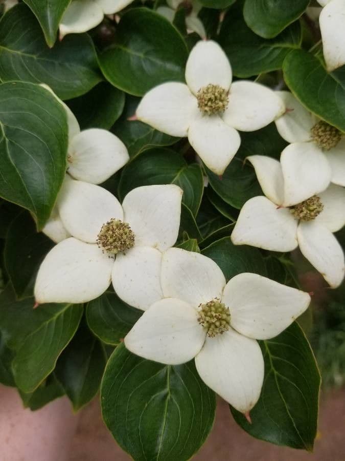 Cornus de Canadá 10
