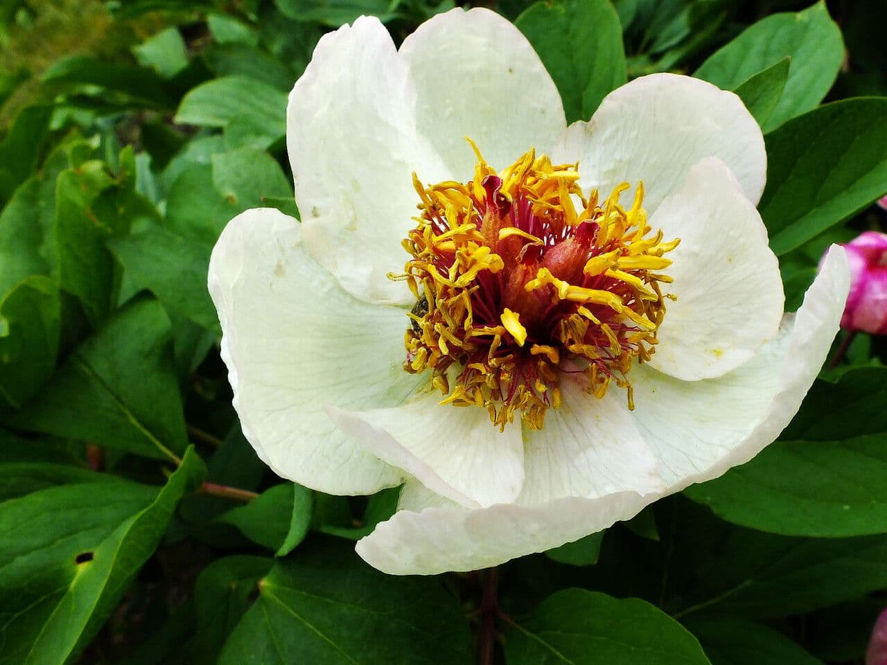 Peonia cinese 7