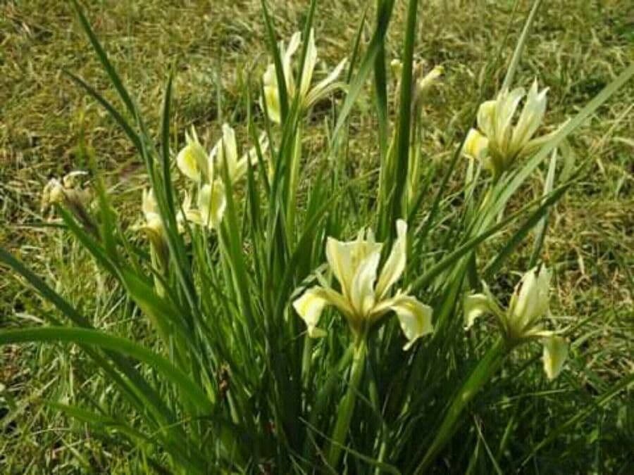 Iris 2