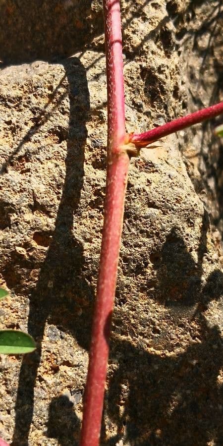 Indigofera hendecaphylla 19