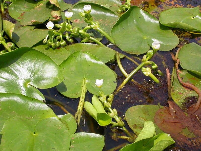 Sagittaria guayanensis 10