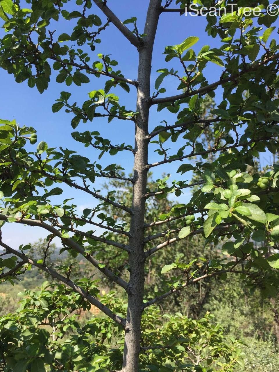 Grewia occidental 24