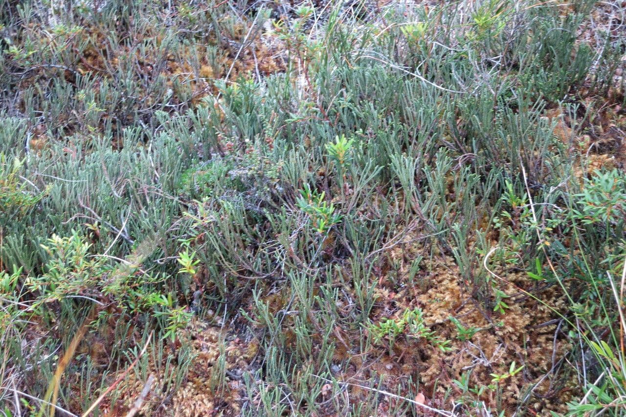 Lepidothamnus 2