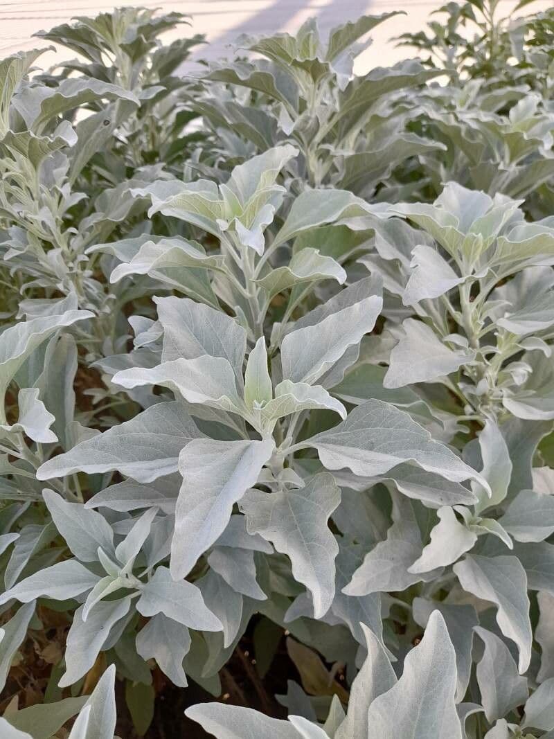 Encelia 10