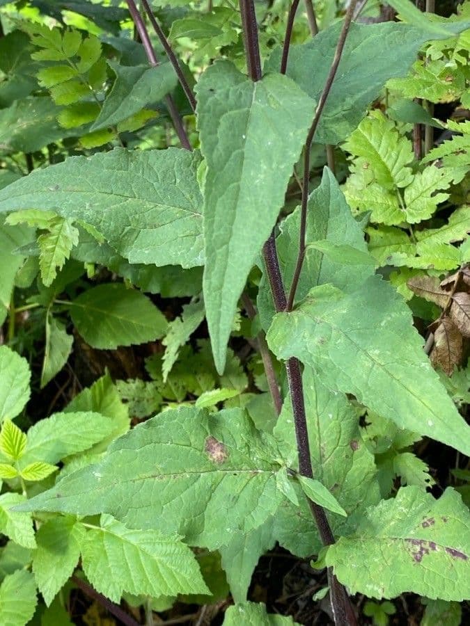 Acker-Glockenblume 18