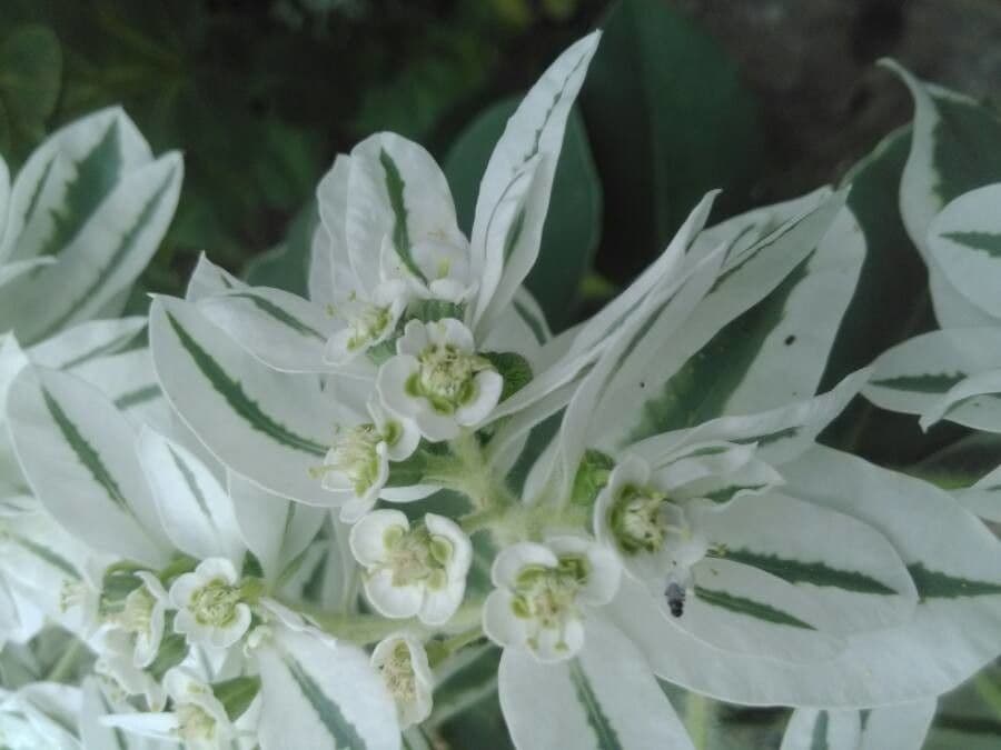 Euforbia marginata 10