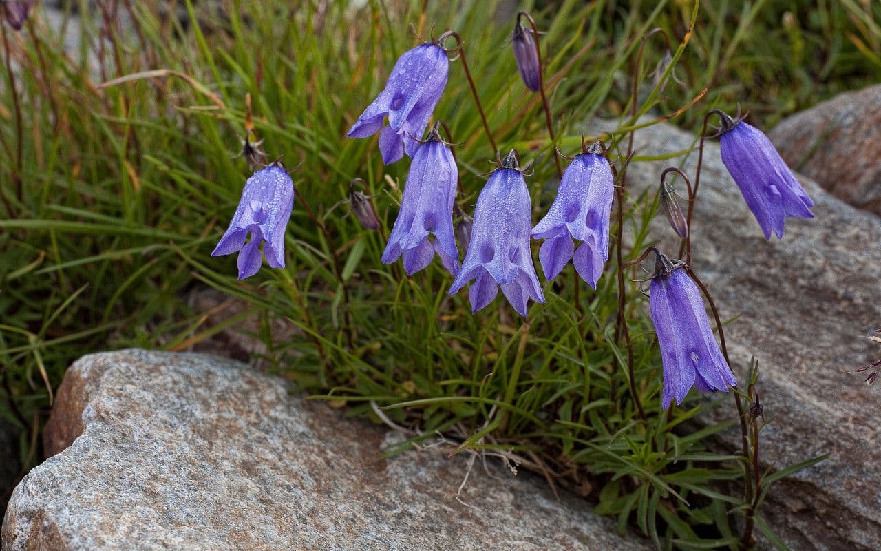 Campanula intaccata 8