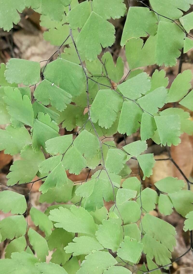 Capelvenere fragile 3