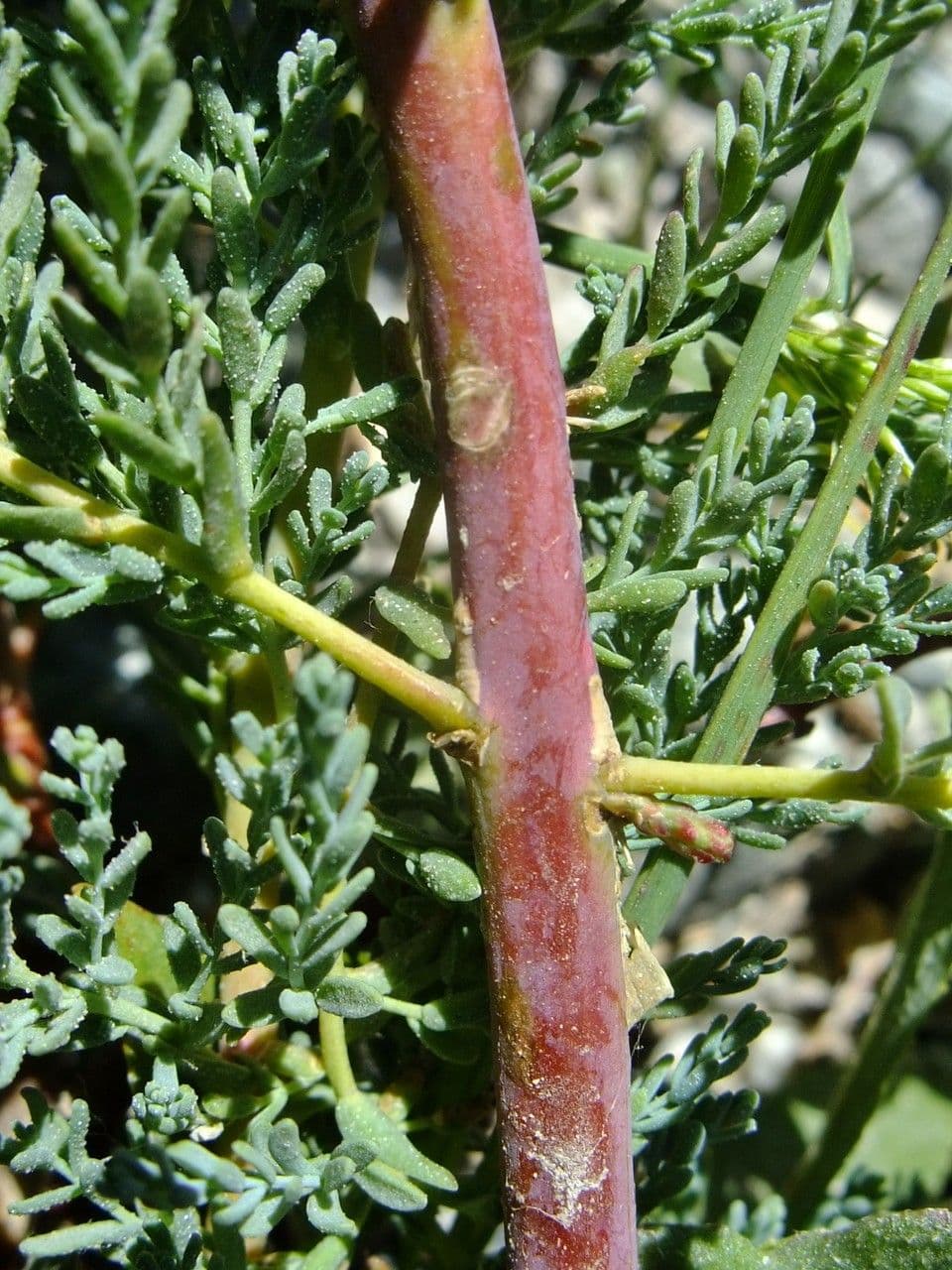 Miricaria germanica 25