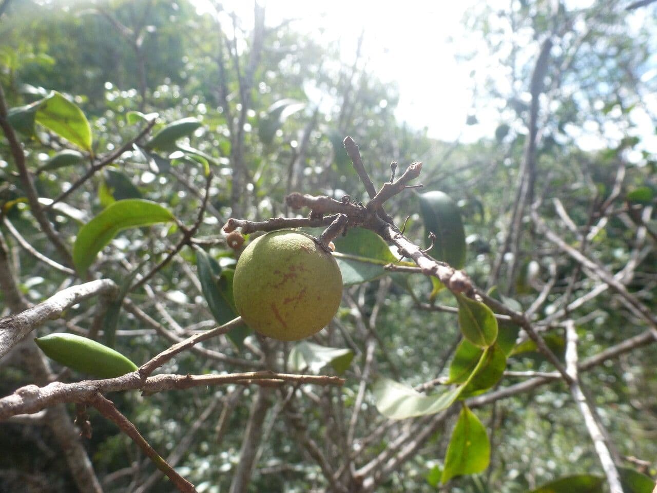 Pouteria 4