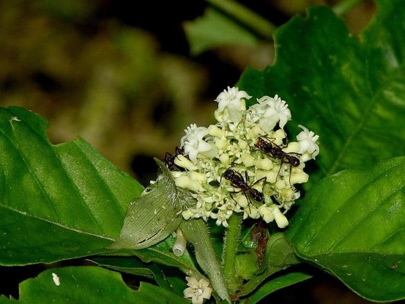 Palicourea hebeclada 12