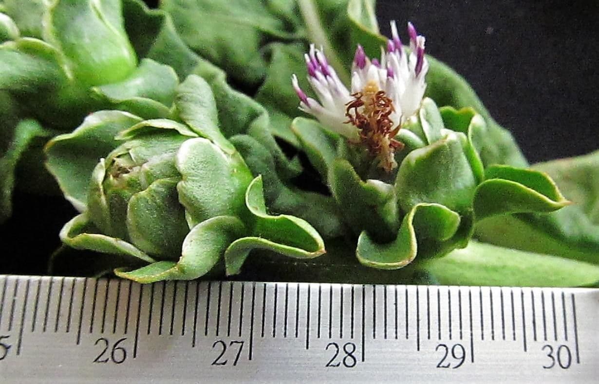 Essbare Pacourina 4