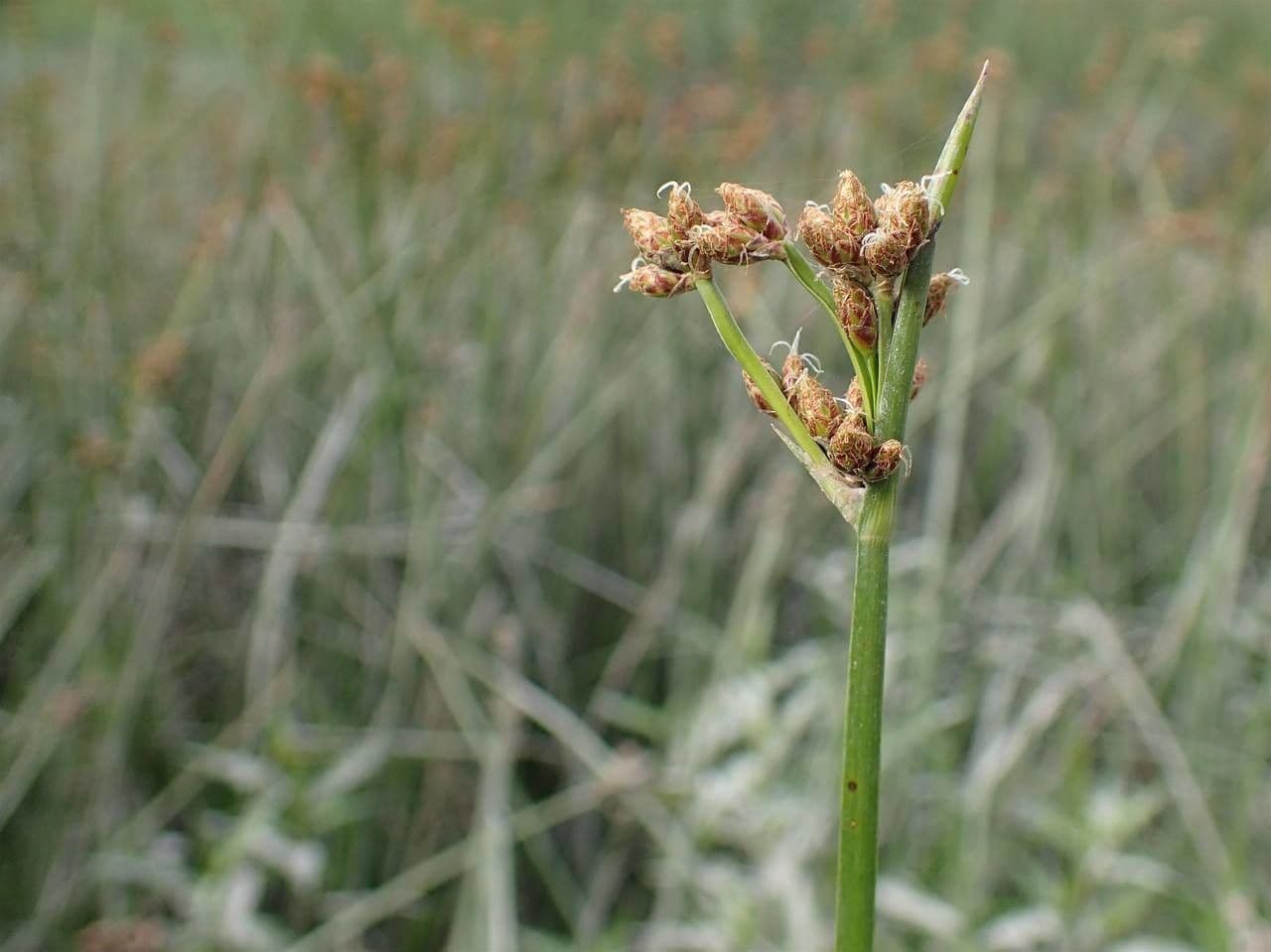 Schoenoplectus triqueter 15
