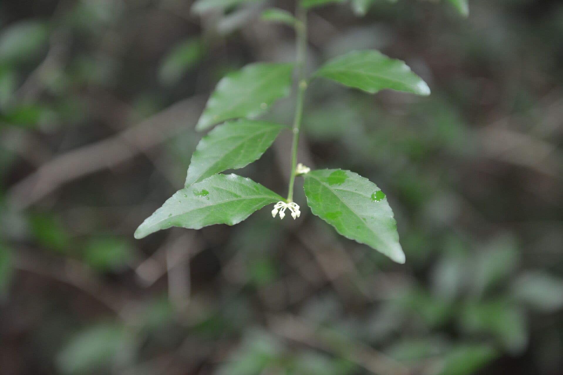 Hybanthus