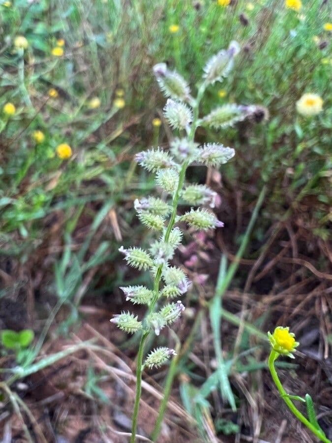 Tragus berteronianus