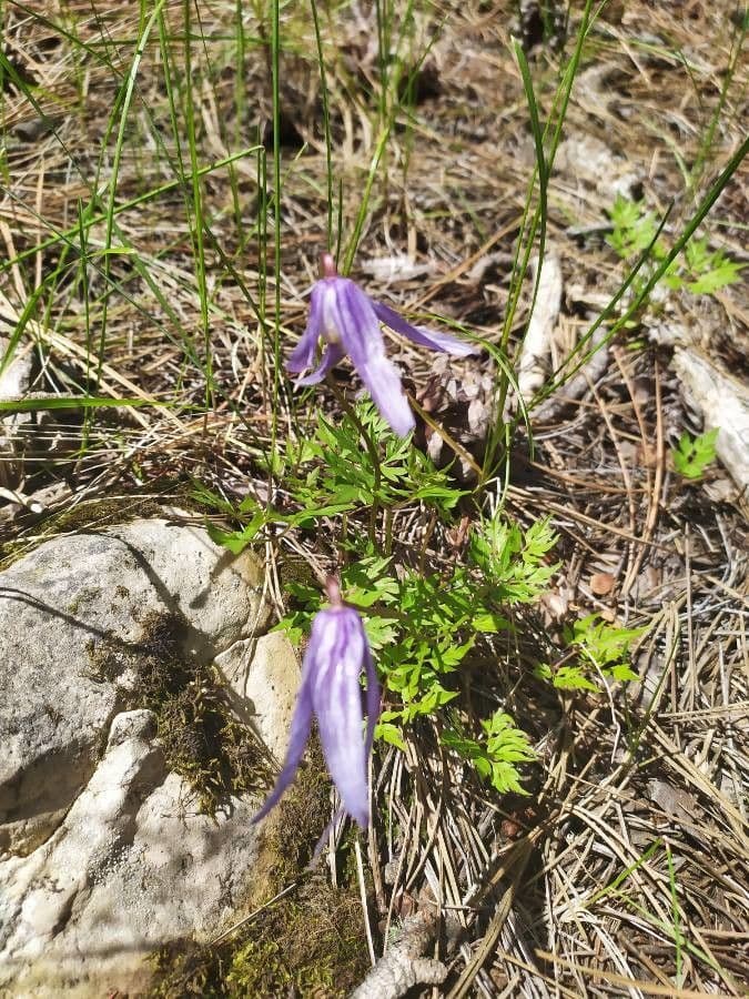 Clematis occidental 2