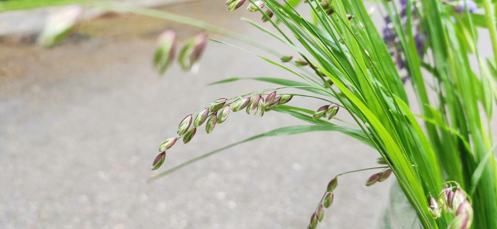 Erba perla pendula 10