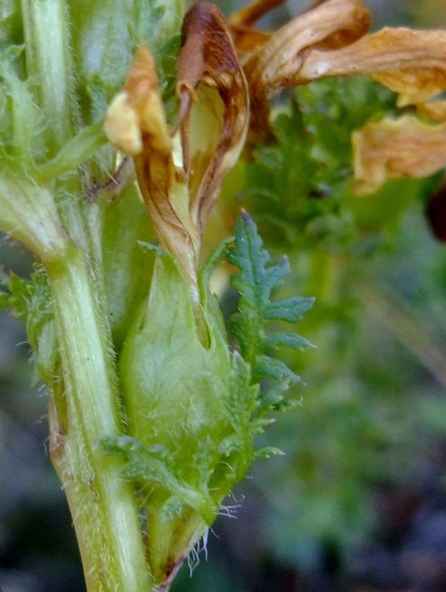 Pedicularis tuberosa 5