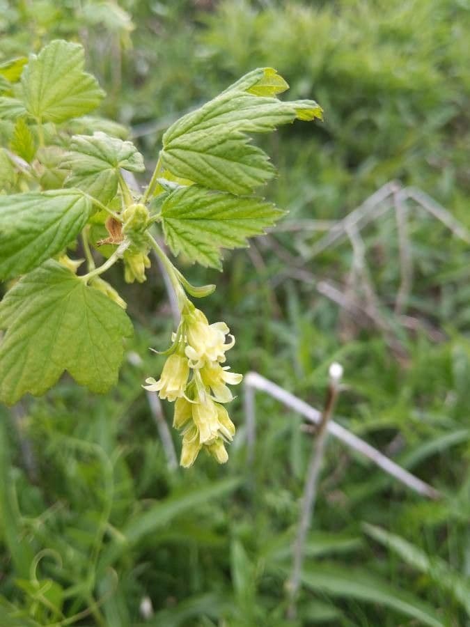 Ribes nero americano 6