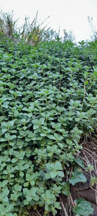 Plectranthus ornato 10