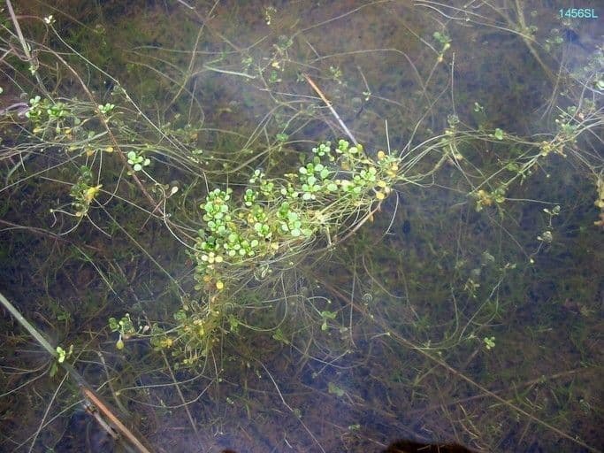 Stella d'acqua marginata 5