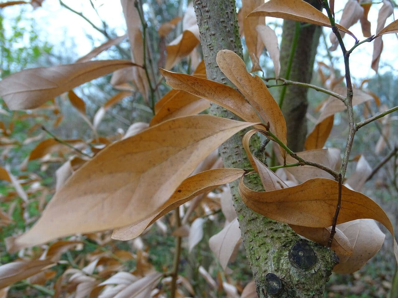 Lindera 3