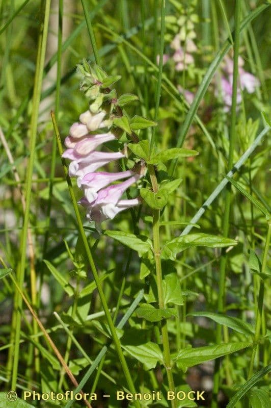 Scutellaria hastata 13
