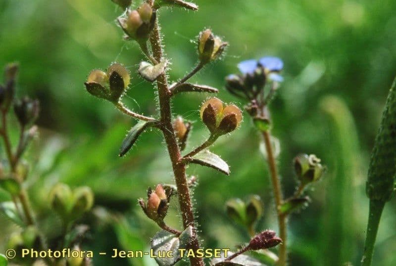 Acker-Ehrenpreis