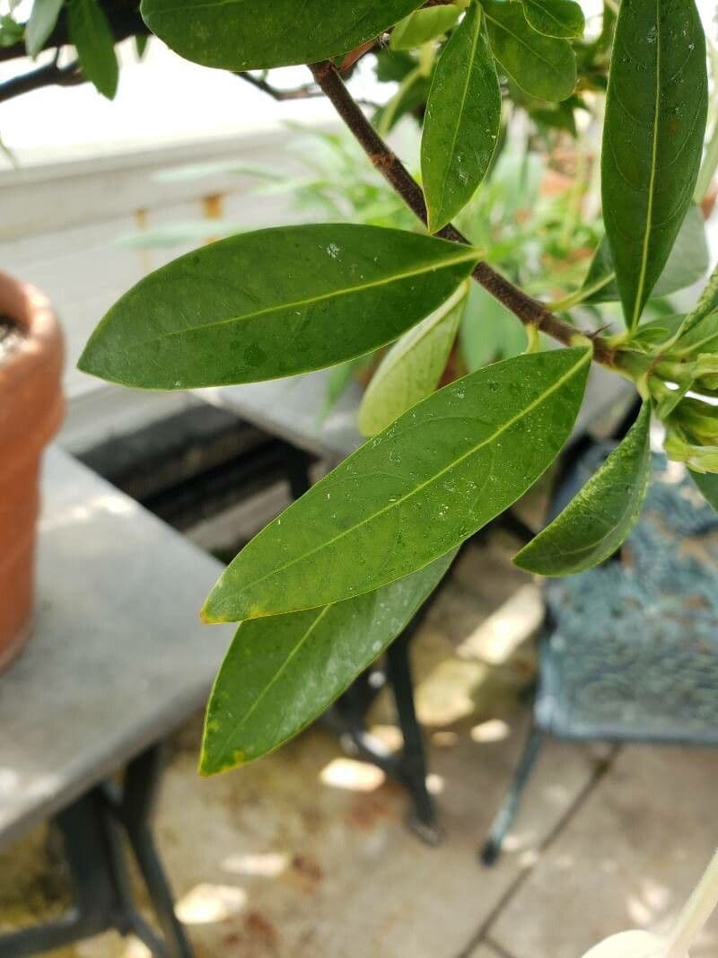Alibertia edule 17