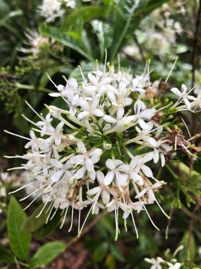 Timor-Ixora 2