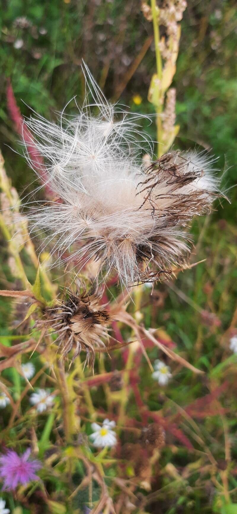 Weg-Distel 4