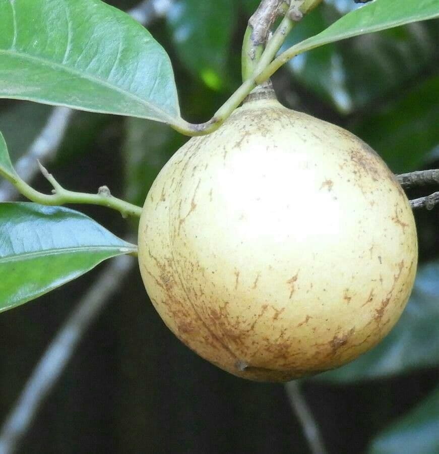 Noce moscata