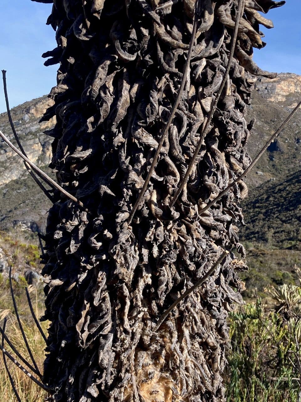 Espeletia 20