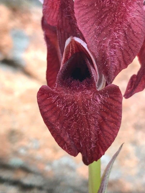 Serapias cordigero 4