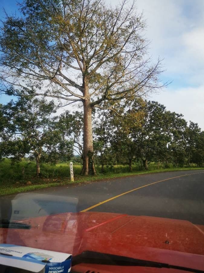 Ceiba 18