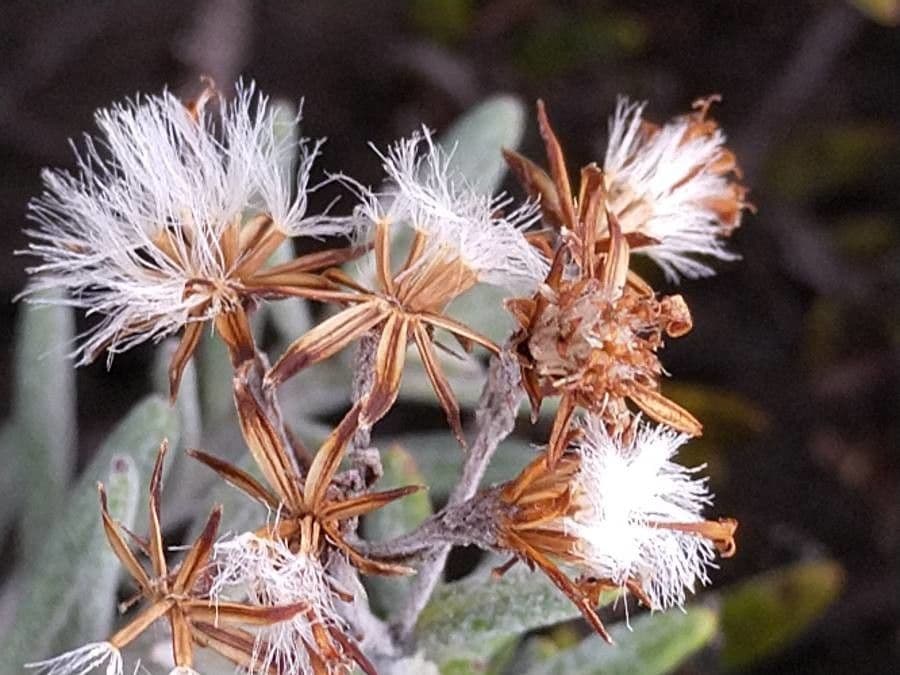 Hubertia