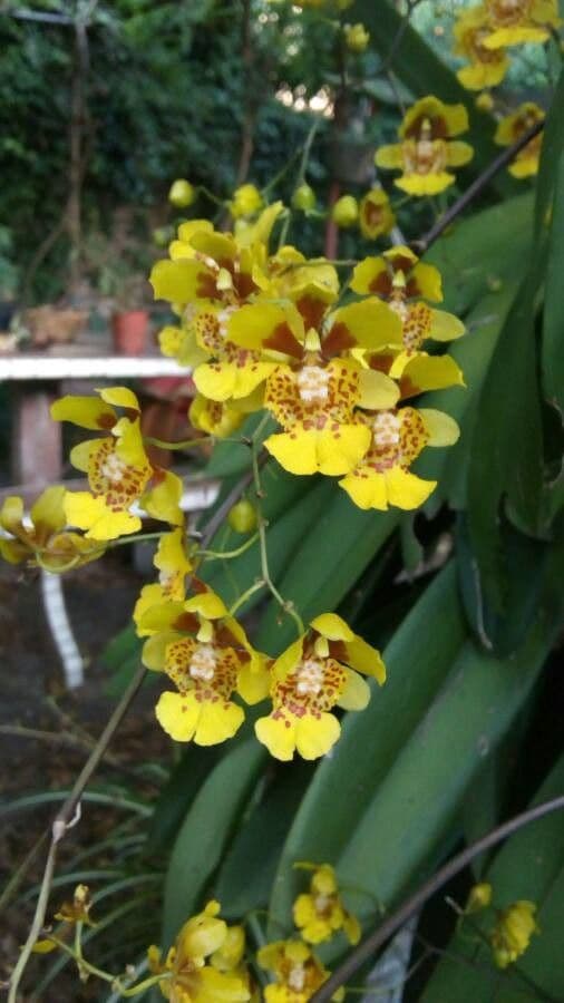 Wydler's dancing-lady orchid 5