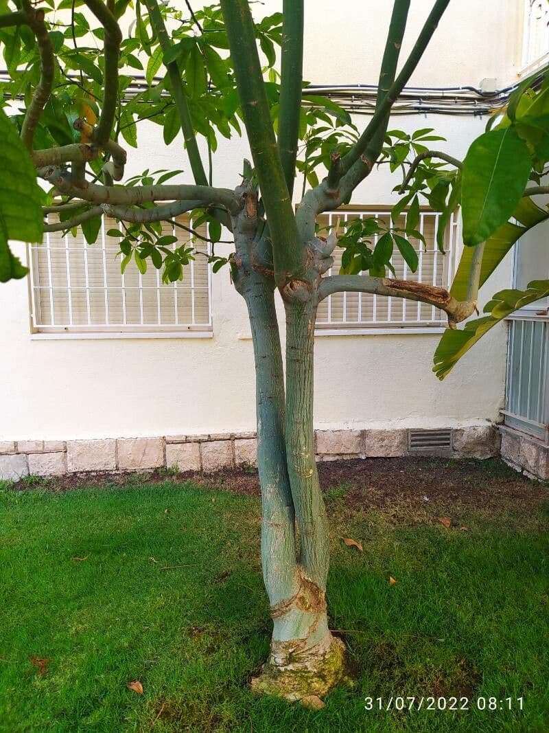 Pachira glabra 22