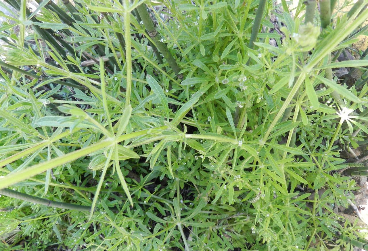 Corn-cleavers 13