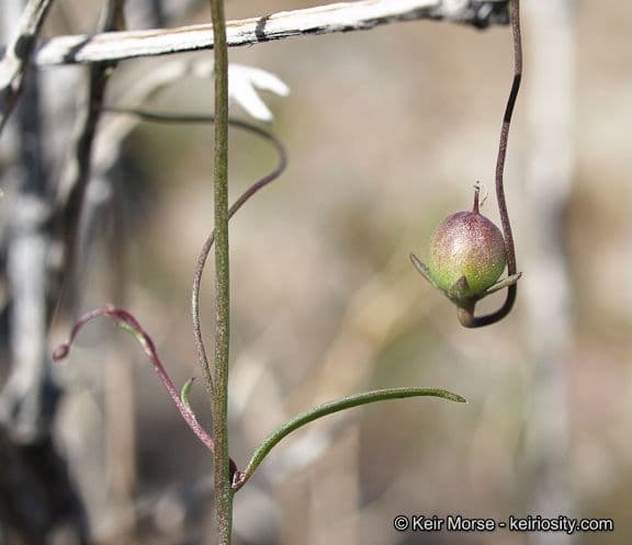 Neogaerrhinum 8