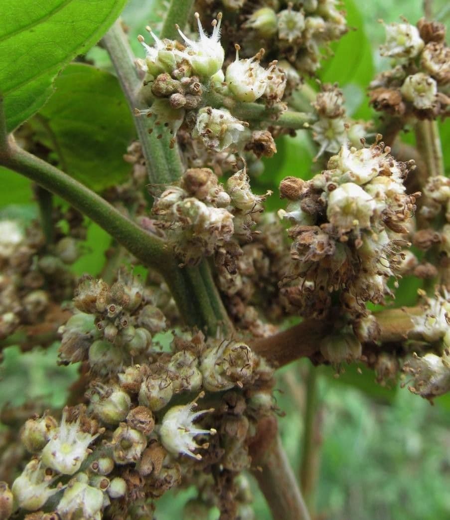 Cupania rossastra 5