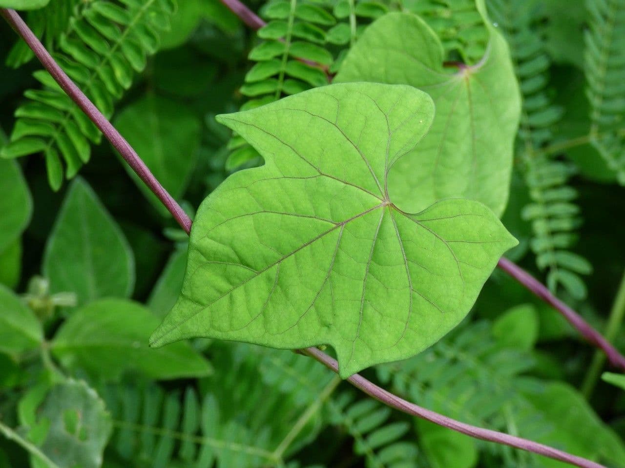 Ipomoea hederifolia 17