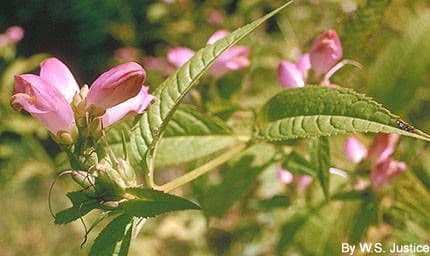 Chelone 8