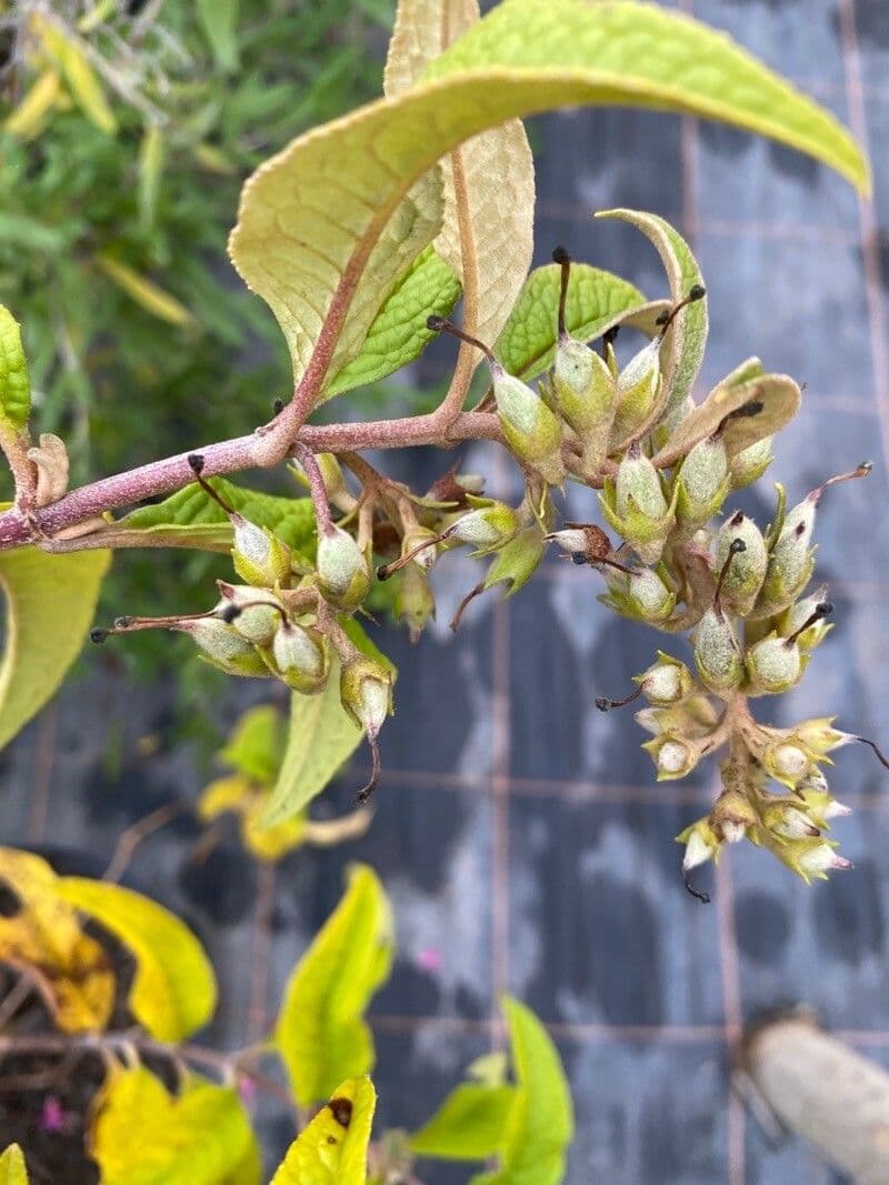 Buddleja