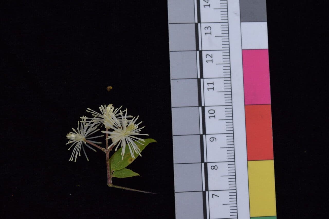 Clematis 3