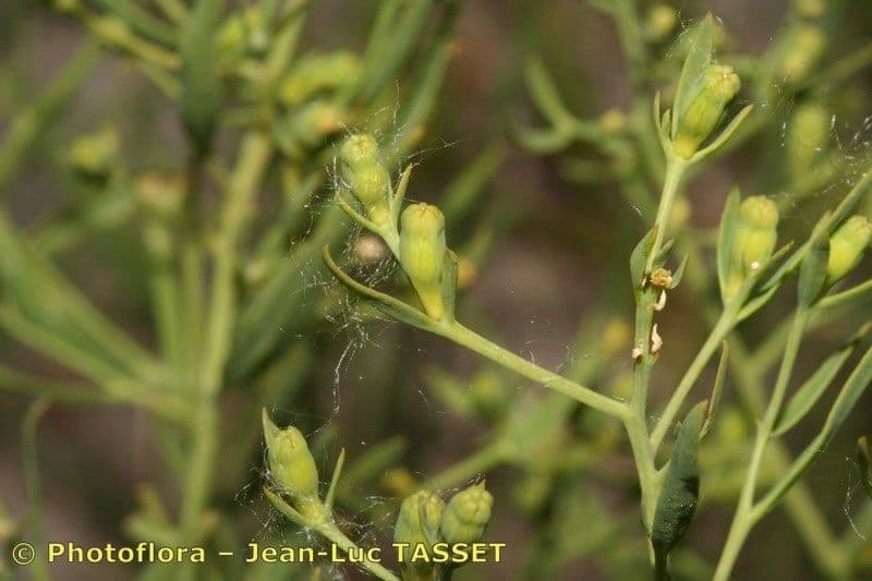 Thesium linofilo 3