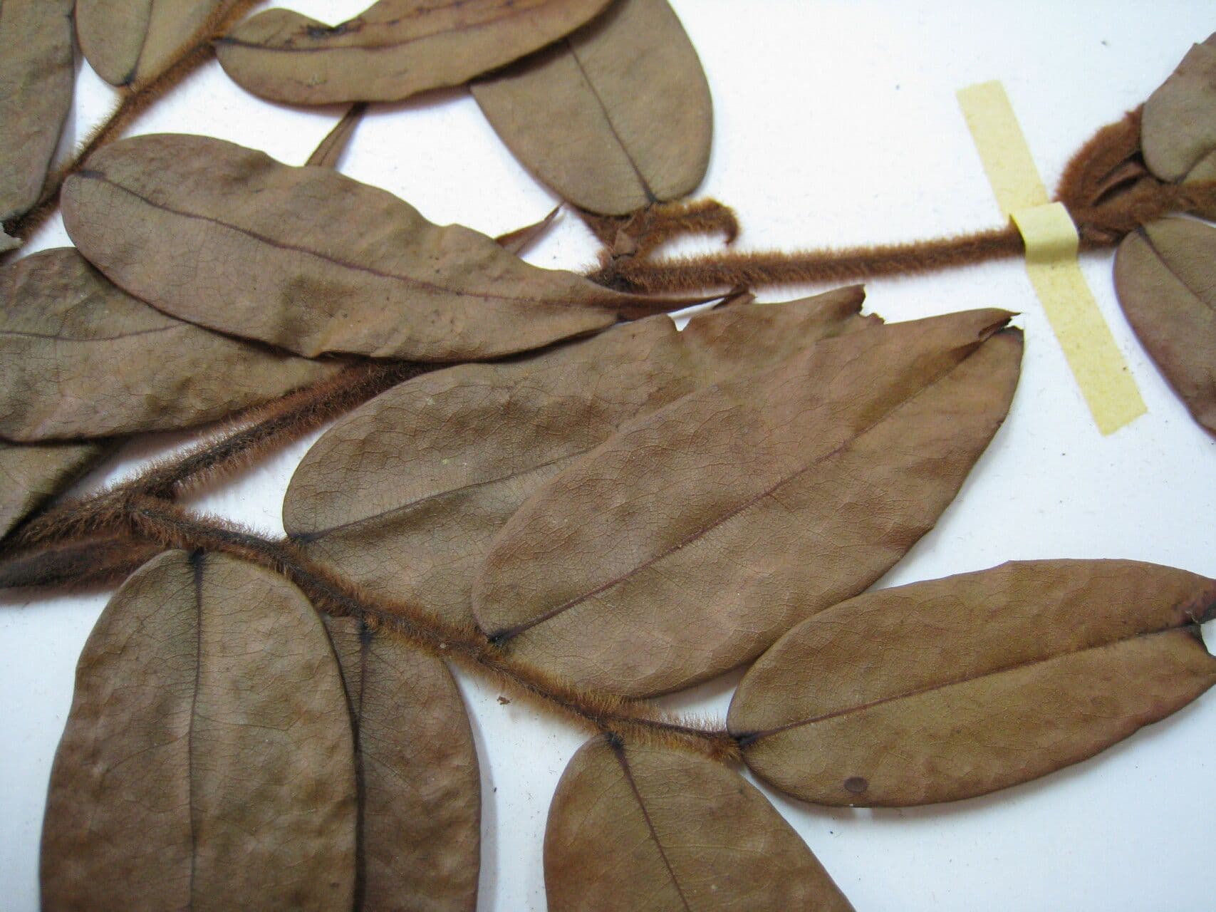 Xylopia 9