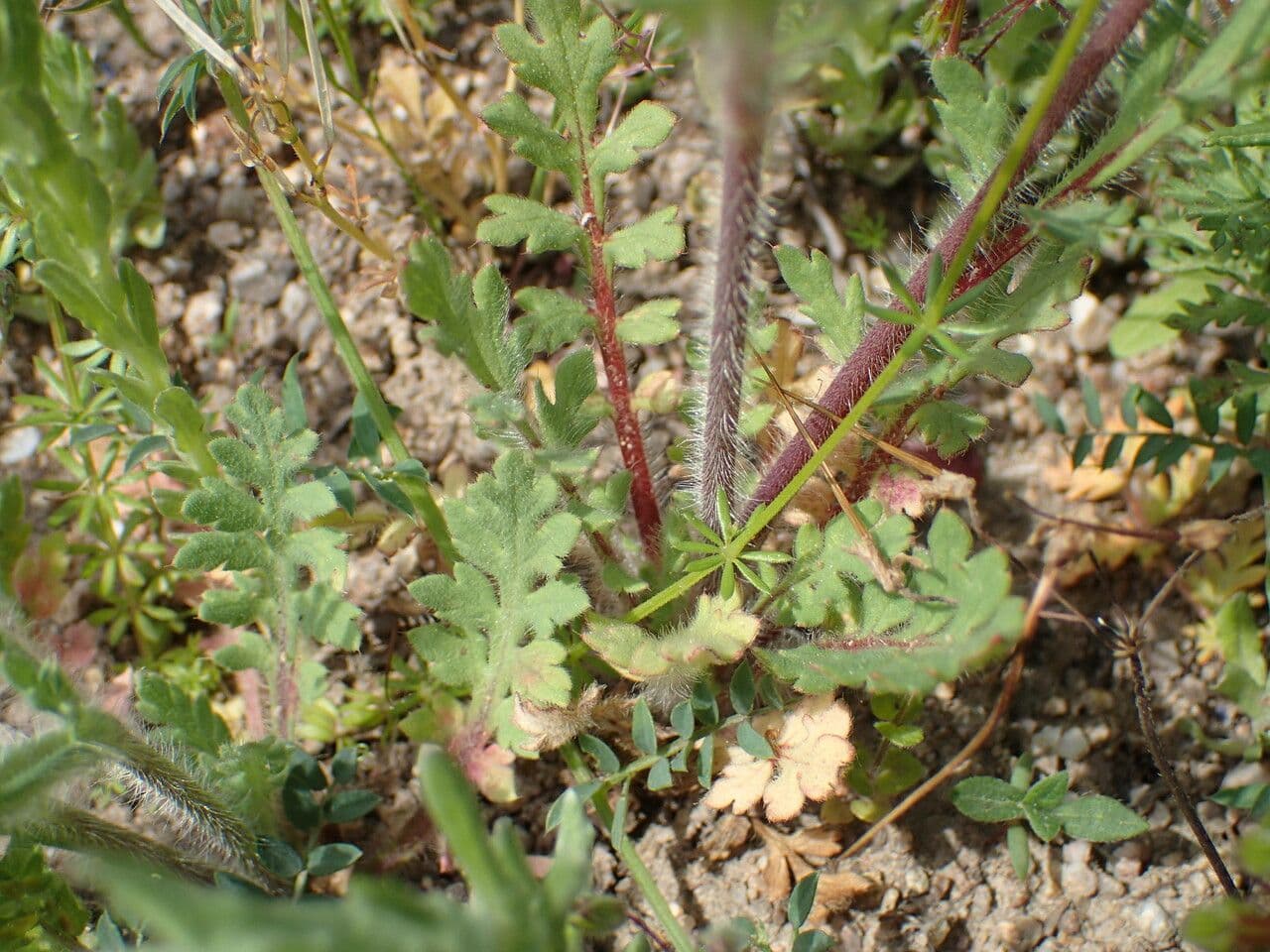 Saat-Mohn 16